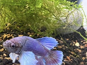 Betta Light Blue